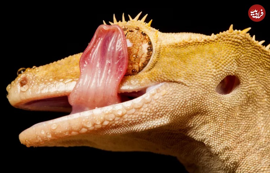 تصاویری جالب از مارمولکی که گاهی مار میشود! (+عکس) تصاویری جالب از مارمولکی که گاهی مار میشود! (+عکس)