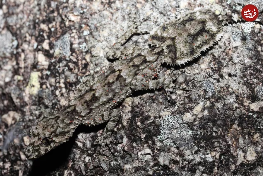 تصاویری جالب از مارمولکی که گاهی مار میشود! (+عکس) تصاویری جالب از مارمولکی که گاهی مار میشود! (+عکس)