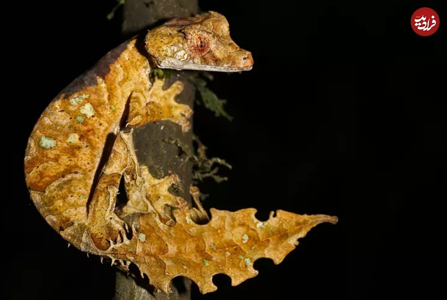 تصاویری جالب از مارمولکی که گاهی مار میشود! (+عکس) تصاویری جالب از مارمولکی که گاهی مار میشود! (+عکس)