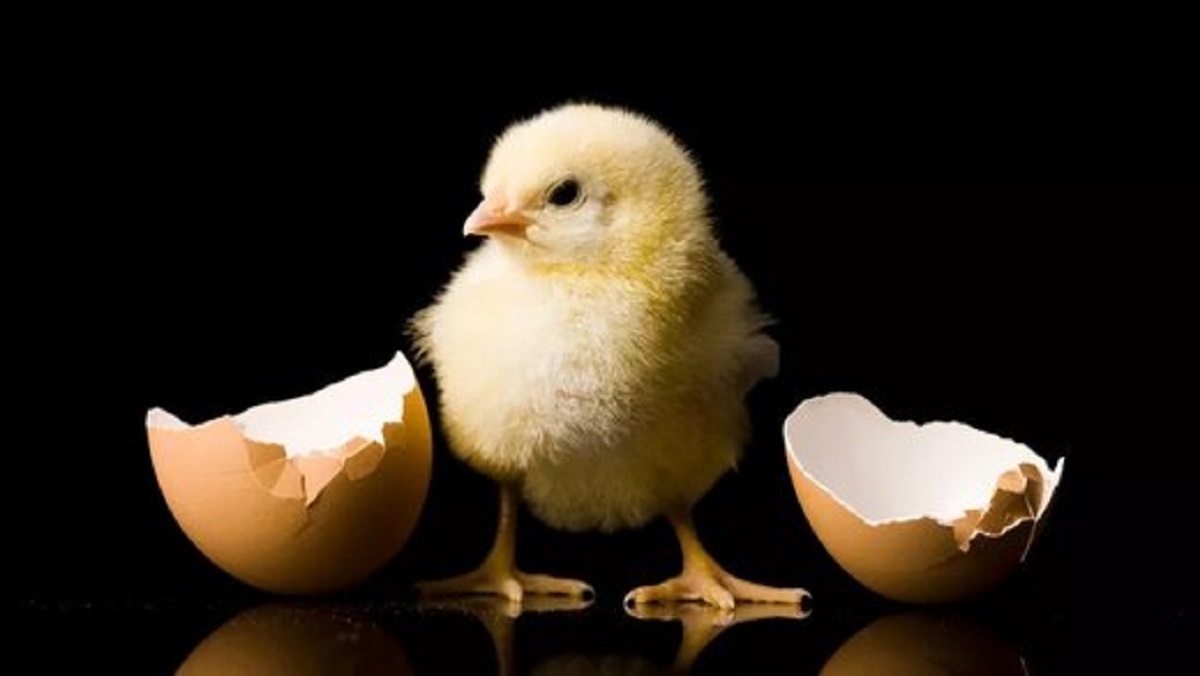 مرغ اول بوده یا تخم‌مرغ؟ دانشمندان پاسخ را یافتند
