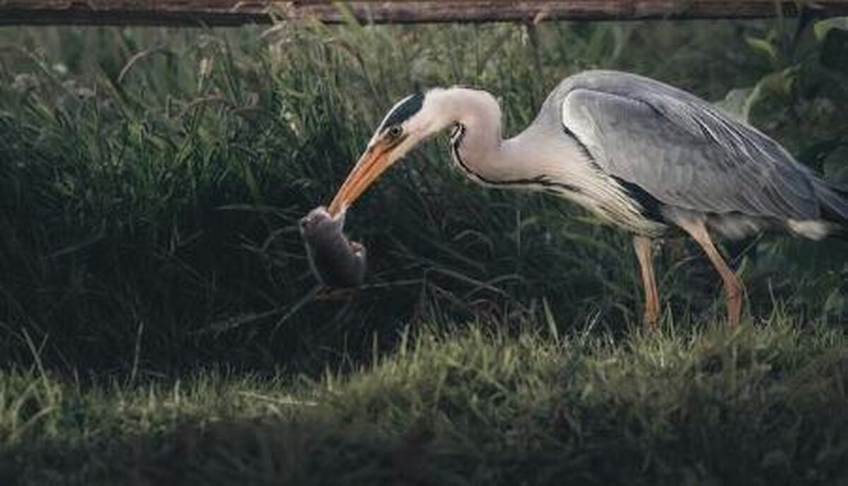 حواصیل یک موش سیاه غول پیکر را بلعید! (+عکس)
