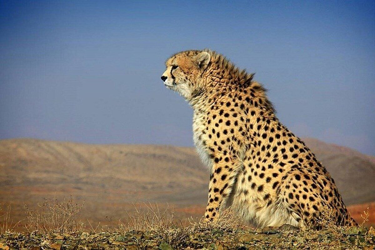 ببینید | دیده شدن یوزپلنگ ایرانی در ارتفاعات برفی طالقان
