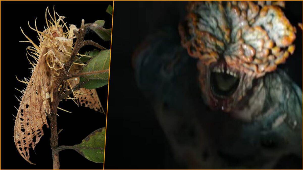 قارچهای سریال The Last of Us آیا قارچهای سریال The Last of Us واقعی هستند؟ میتوانند روزی انسانها را آلوده کنند؟