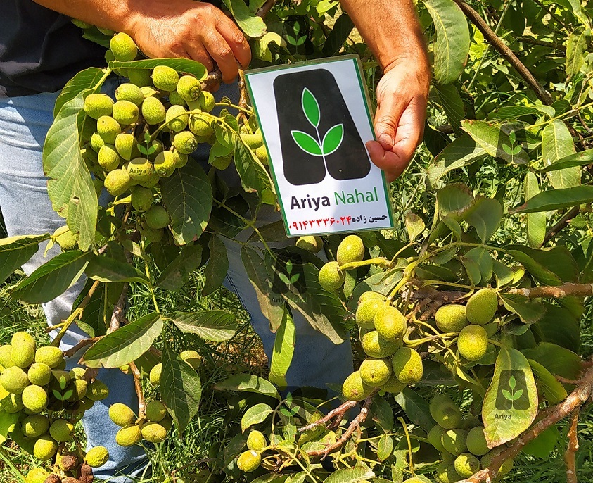 آخرین لیست قیمت انواع نهال گردو پرفروش در بهمن ماه 1401