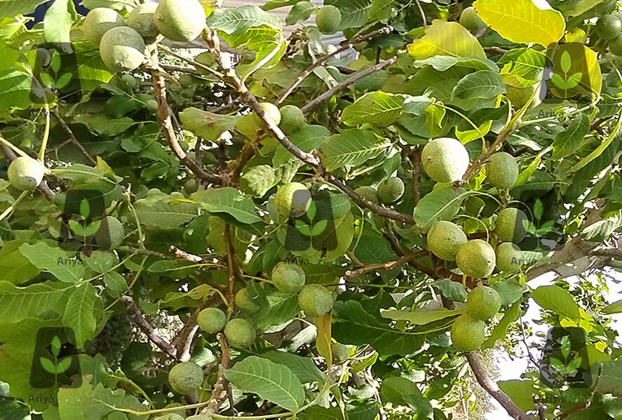 آخرین لیست قیمت انواع نهال گردو پرفروش در بهمن ماه 1401