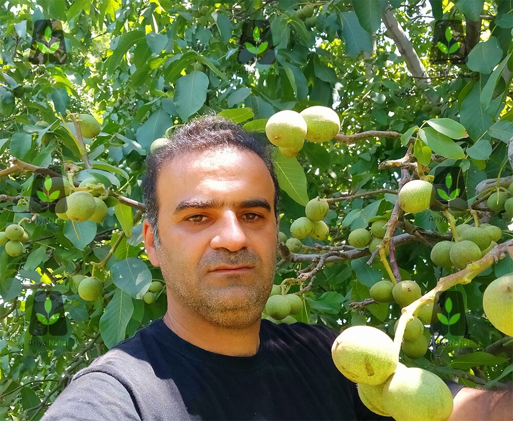 آخرین لیست قیمت انواع نهال گردو پرفروش در بهمن ماه 1401