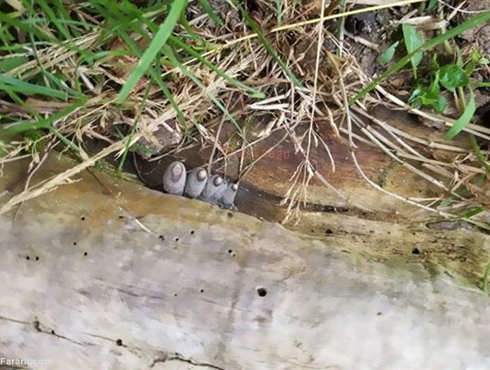 «انگشتان مرده» از تنه درخت بیرون زدهاند (+عکس) «انگشتان مرده» از تنه درخت بیرون زدهاند (+عکس)