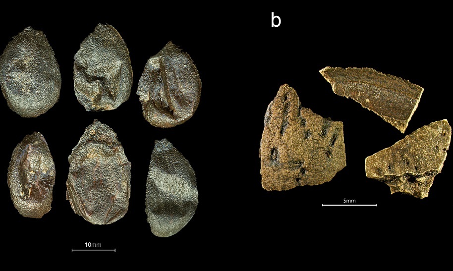 گنجینهای از ادویهجات ۵۰۰ساله در کشتیِ غرقشده گنجینهای از ادویهجات ۵۰۰ساله در کشتیِ غرقشده