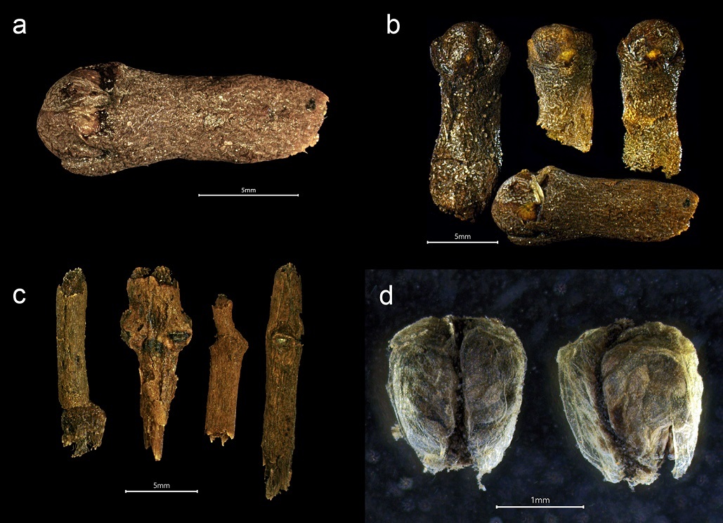 گنجینهای از ادویهجات ۵۰۰ساله در کشتیِ غرقشده گنجینهای از ادویهجات ۵۰۰ساله در کشتیِ غرقشده
