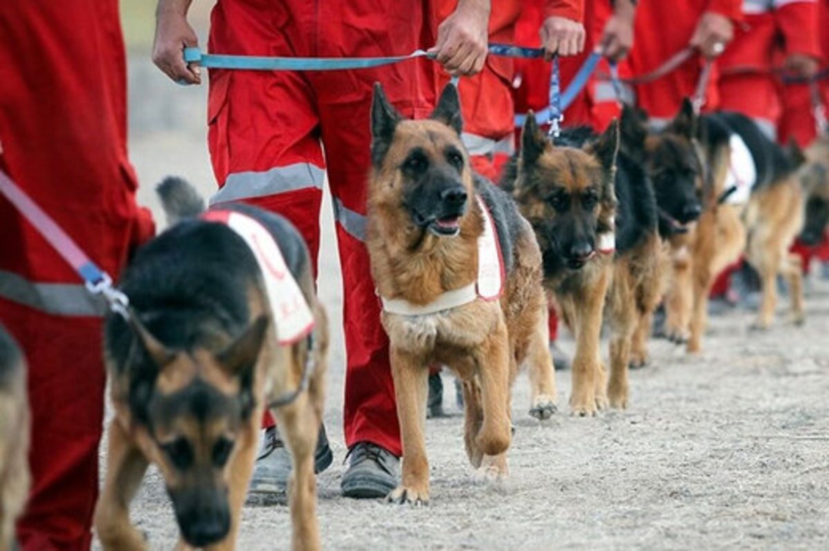 ببینید | ماموریت سگ‌های زنده‌یاب ایرانی در مناطق زلزله‌زده ترکیه