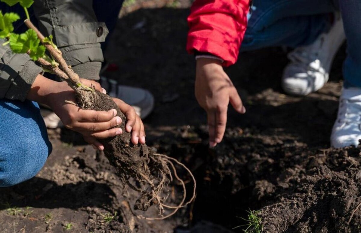 کاشت ۱۰۰ هزار درخت  به مناسبت ۱۰۰ سالگی هلال احمر