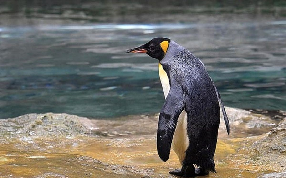 ببینید | پناه آوردن پنگوئن به قایق گردشگران از دست نهنگ قاتل