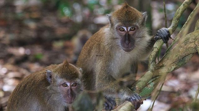 آیا حیوانات هم از آمیزش جنسی لذت میبرند؟ آیا حیوانات هم از آمیزش جنسی لذت میبرند؟