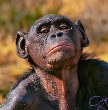 آیا حیوانات هم از آمیزش جنسی لذت میبرند؟ آیا حیوانات هم از آمیزش جنسی لذت میبرند؟