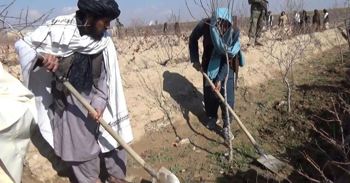 ببینید | تخریب مزارع خشخاش در افغانستان / گیاهی که از آن تریاک می‌گیرند