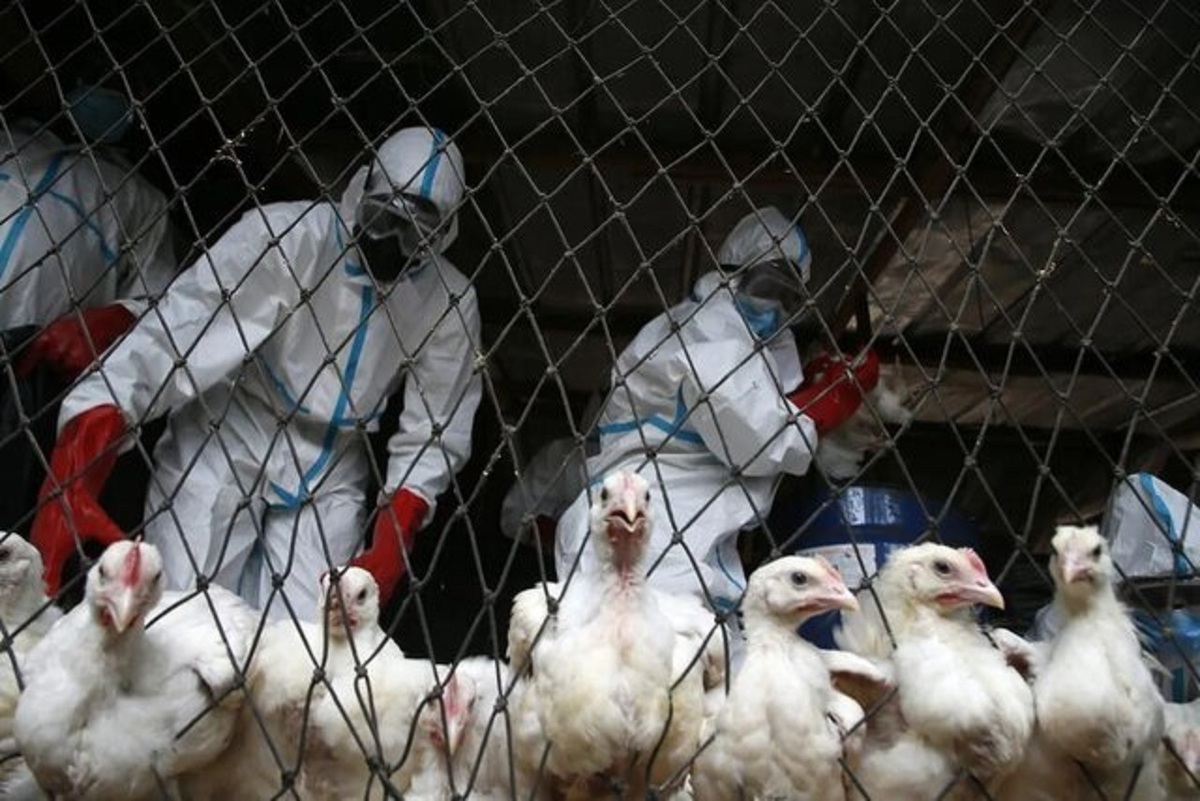 شیوع ترسناک آنفلوانزای پرندگان/ یک همه‌گیری جدید در راه است؟