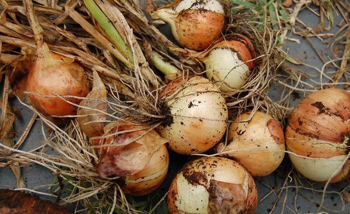 علامت پیازهایی که قابل استفاده نیستند