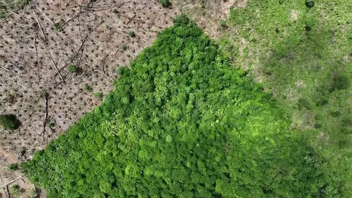 ببینید| نابودی جنگل در برزیل/ تصویری باور نکردنی