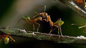 آیا مردسالاری بنیادهای علمی دارد؟ آیا مردسالاری بنیادهای علمی دارد؟