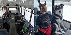 ببینید| اتوبوس جالبی که سگ‌های آلاسکا را به گردش می‌برد/ سگ‌ها انگار کنار رفقایشان نشسته‌اند