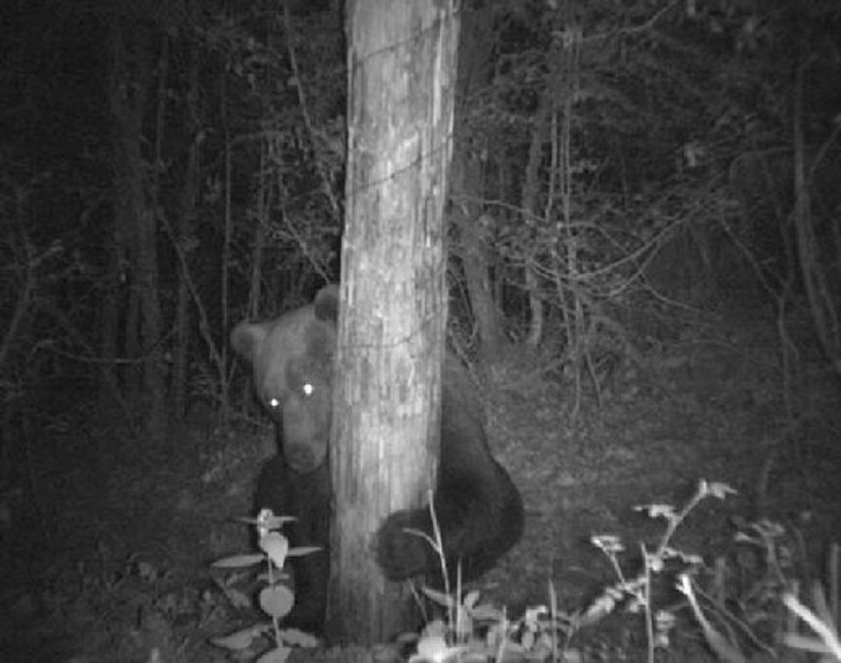 خرس بازیگوش با دوربین حیات وحش در یک شب  ۴۰۰ سلفی گرفت (+ عکس)