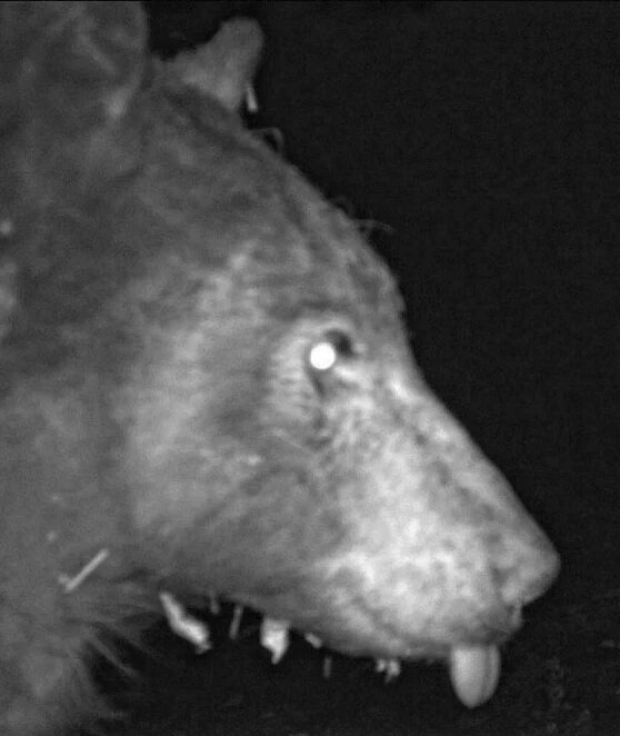 خرس بازیگوش با دوربین در یک شب ۴۰۰ سلفی گرفت