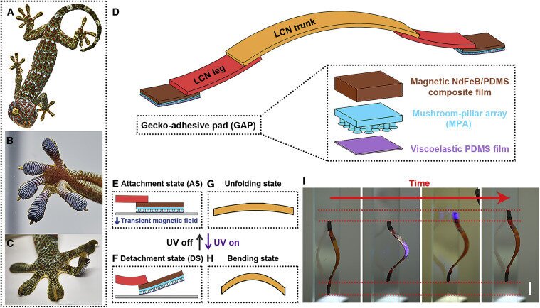 مارمولک عجیب در اتاق عمل به جراح کمک می‌کند(عکس)