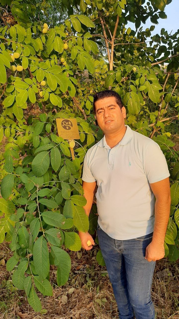 نهال گردو پرسود و پر بازده سال 1401 کدام است؟ نهال گردو پرسود و پر بازده سال 1401 کدام است؟