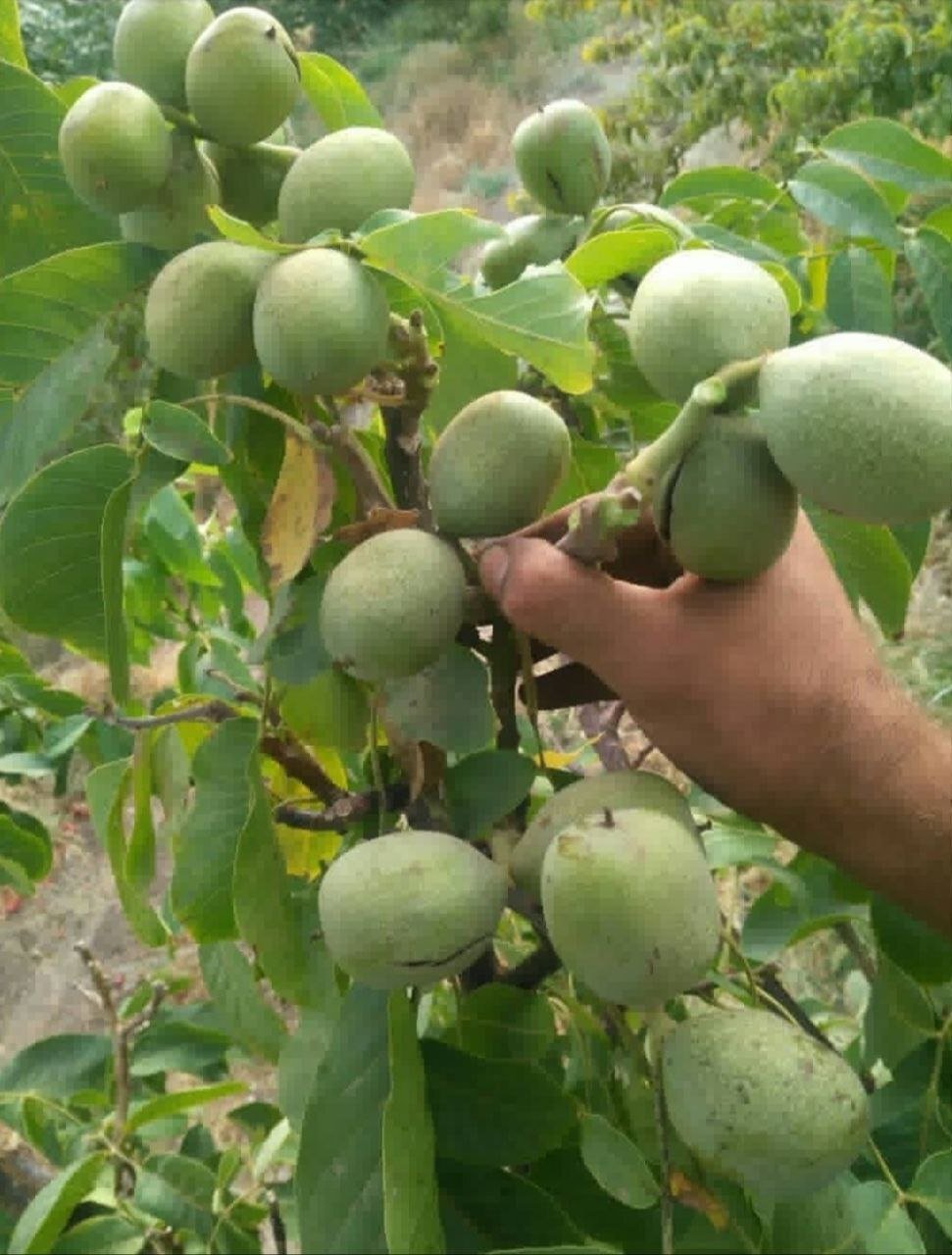 نهال گردو پرسود و پر بازده سال 1401 کدام است؟ نهال گردو پرسود و پر بازده سال 1401 کدام است؟