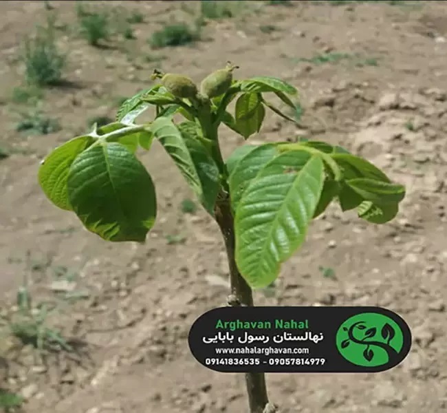 نهال گردو پرسود و پر بازده سال 1401 کدام است؟ نهال گردو پرسود و پر بازده سال 1401 کدام است؟