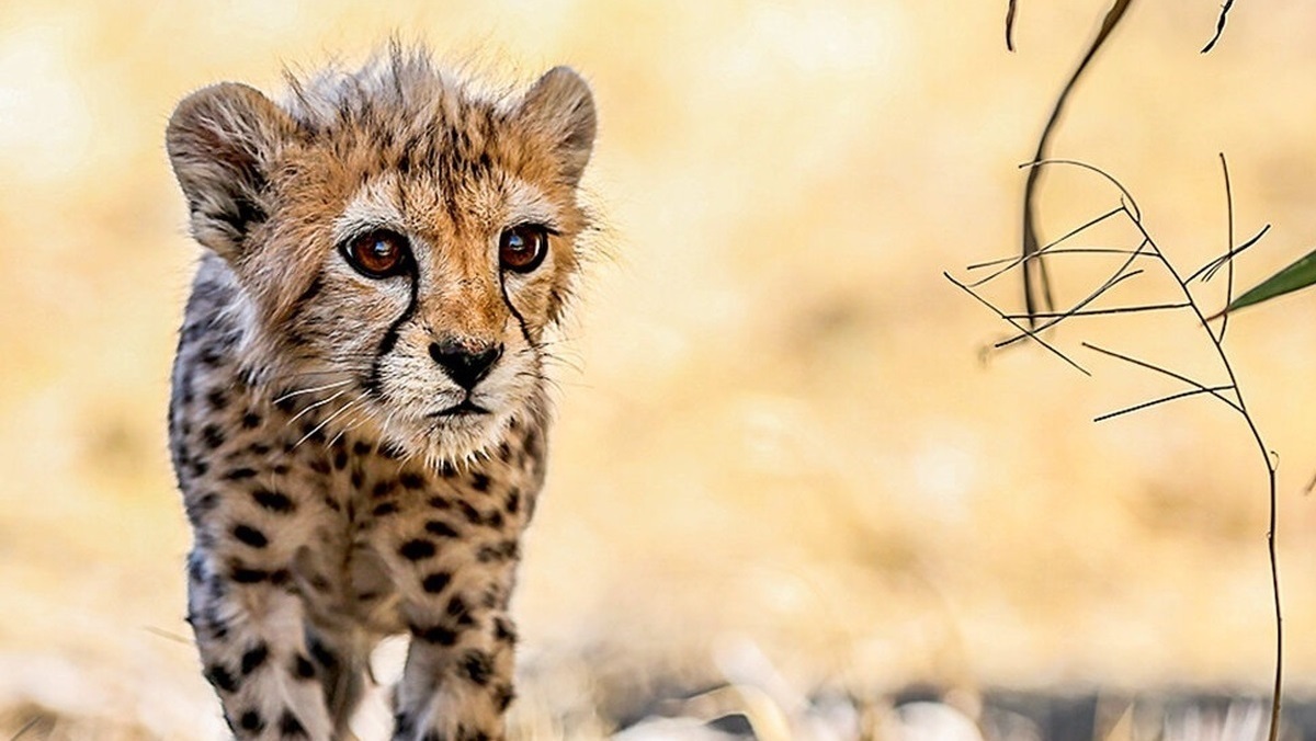 نتیجه کالبد شکافی پیروز مشخص شد