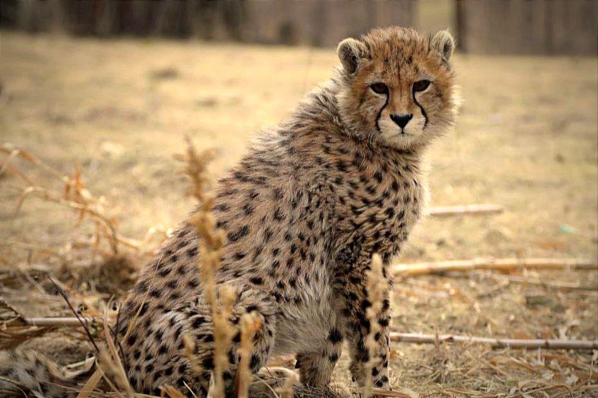 «پیروز» چگونه سلبریتی ایران شد؟