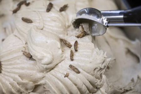بستنی با طعم جیرجیرک؛ منوی جدید یک بستنی‌فروشی (+عکس)