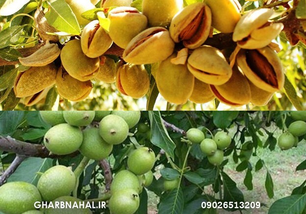 آخرین فرصت خرید نهال بادام و گردو دیرگل