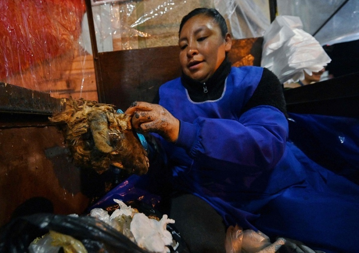 کله گوسفند غذای محبوب بولیوی/ در تنور هیزمی پخته می‌شود/ هر عدد 7 دلار