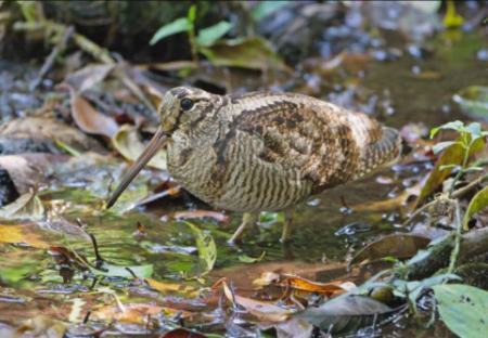 ویژگی عجیب سفیدترین پر جهان (+عکس) ویژگی عجیب سفیدترین پر جهان (+عکس)