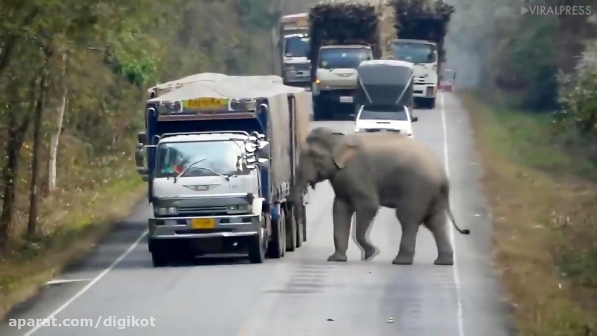 ببینید| باج‌گیری فیل از کامیون‌های عبوری