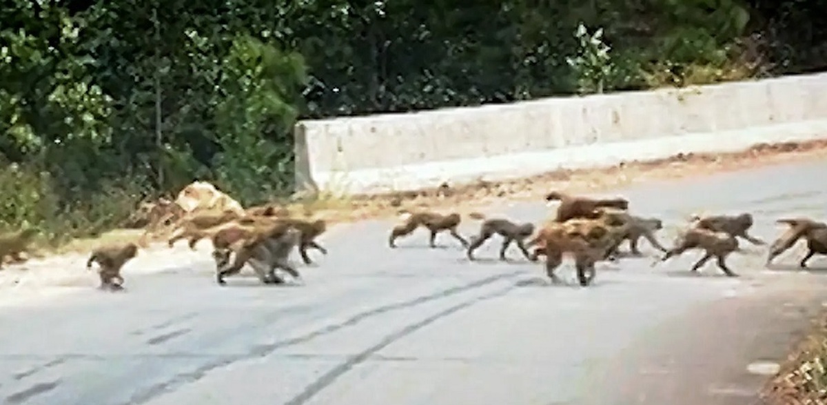 ببینید| عبور دسته بزرگ میمون‌ها از وسط جاده‌ای در چین ترافیک درست کرد (فیلم)