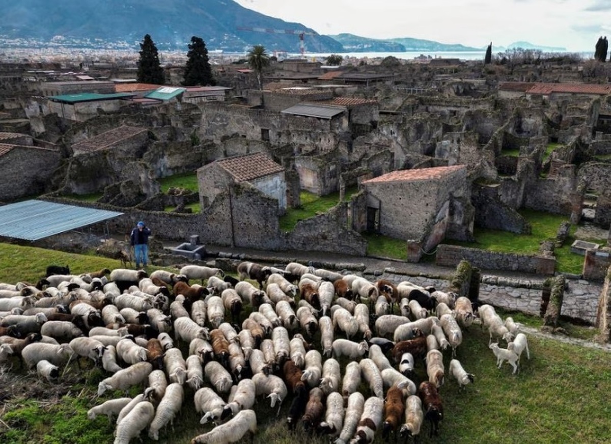 گله گوسفند؛ راهکار عجیب برای حفظ محوطه باستانی ایتالیا