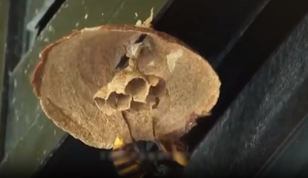 ببینید | نمایی شگفت انگیز از لانه‌سازی زنبور گاوی