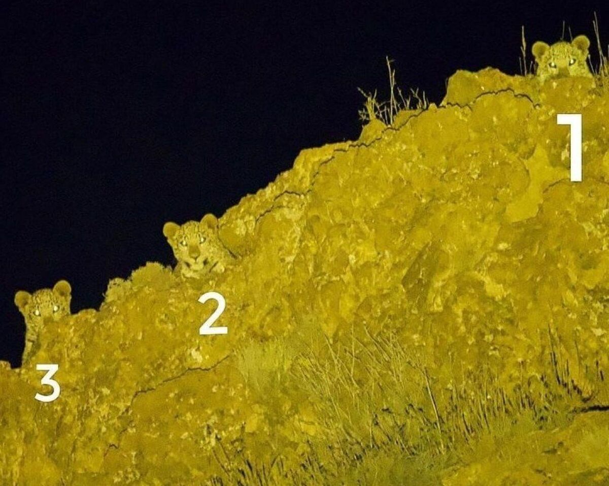 پلنگ مادر و دو توله‌اش در پارک ملی گلستان (عکس)