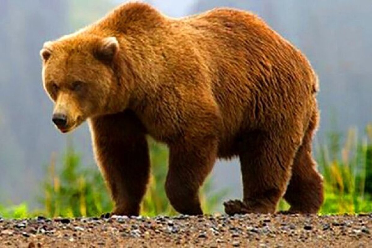 ببینید | کالبد شکافی لاشه یک خرس قهوه‌ای 3400 ساله