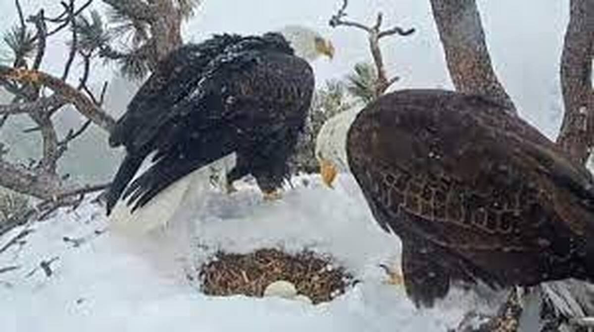 ببینید| مراقبت دو عقاب از تخم در هوای برفی کالیفرنیا‌/ شیفت عوض می‌کنند