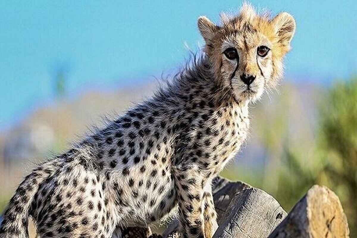 محیط زیست: «پیروز» به دلیل اینکه شیر مادر نخورده، مشکل کلیوی دارد/ از روزهای گذشته میل به مصرف هیچ نوع تغذیه‌ای نداشته