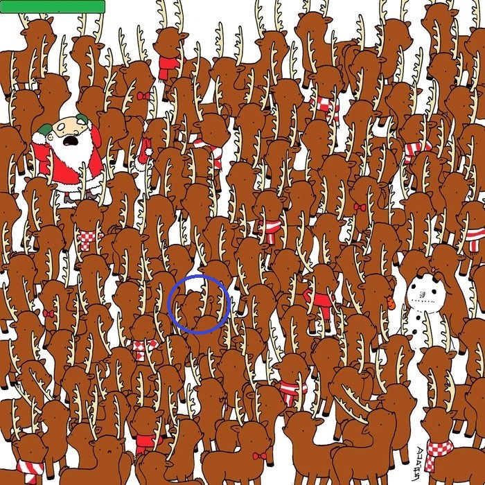 آیا می توانید خرس پنهان شده میان گوزن ها را پیدا کنید؟ (تصویر)