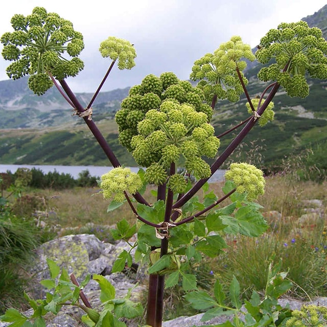 همه چیز درباره سنبل ختایی؛ از پروفایل ضد سرطانی تا خاصیت تسریع روند بهبود زخم