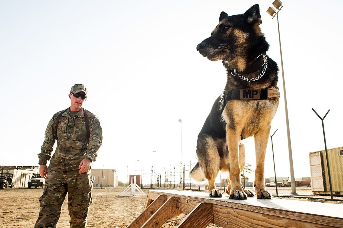 ببینید| سگ‌های نظامی در آمریکا چطوری تربیت می‌شوند/ جسور، بی رحم و حرفه‌ای