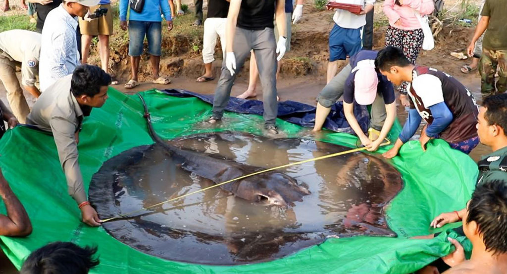 بزرگترین ماهی آب شیرین جهان صید شد! (+عکس)