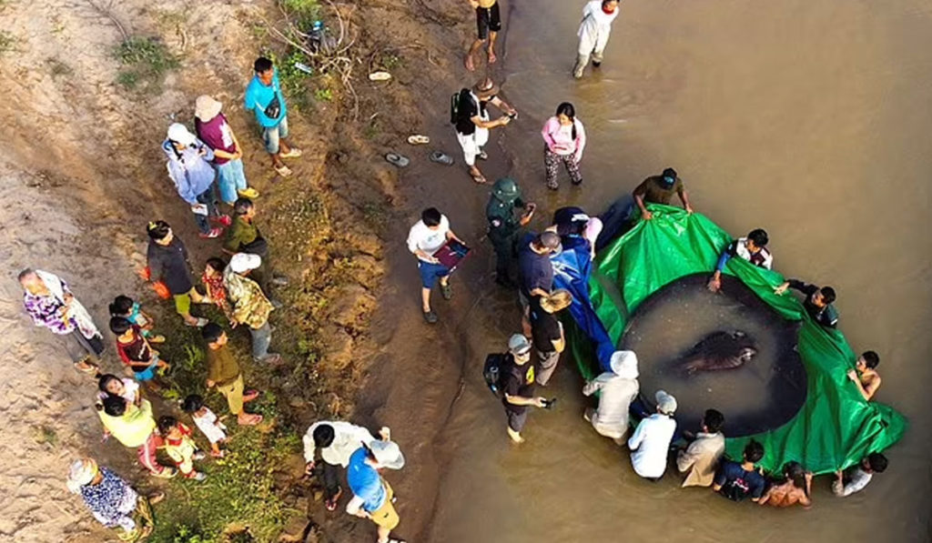 بزرگترین ماهی آب شیرین جهان صید شد! (+عکس)