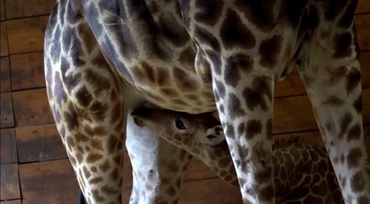 ببینید| بچه زرافه نو رسیده باغ وحش شیلی/ 2 متر قد 98 کیلو وزن